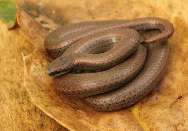 Sharptail Snake